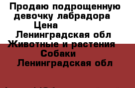 Продаю подрощенную девочку лабрадора › Цена ­ 10 000 - Ленинградская обл. Животные и растения » Собаки   . Ленинградская обл.